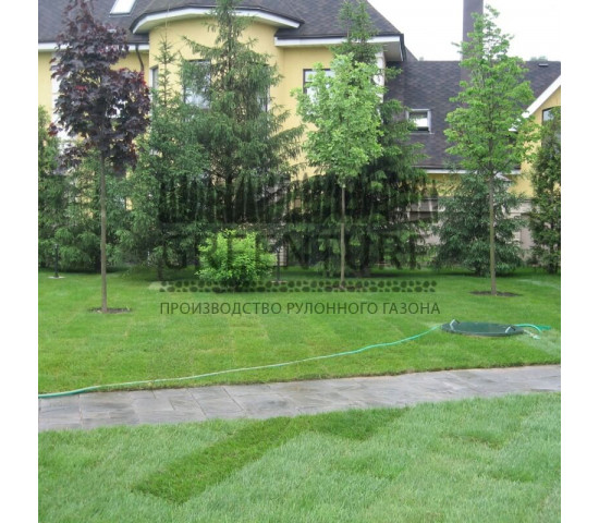 Устройство рулонного газона в частном доме - фото - 7